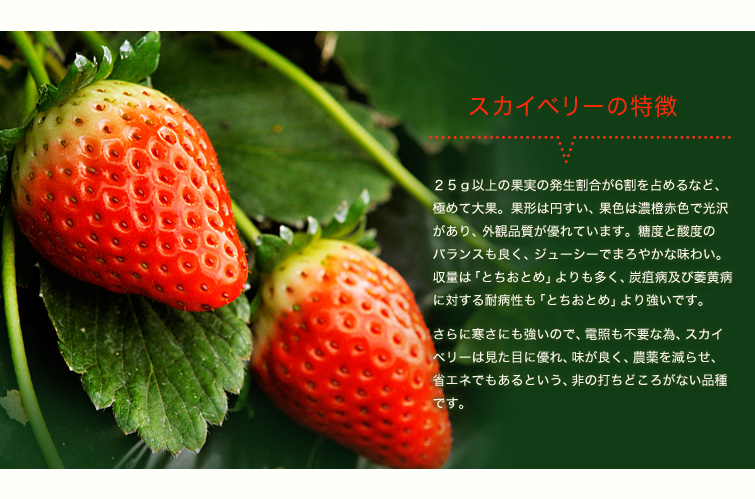 スカイベリーの特徴
２５ｇ以上の果実の発生割合が6割を占めるなど、極めて大果。果形は円すい、果色は濃橙赤色で光沢があり、外観品質が優れています。糖度と酸度のバランスも良く、ジューシーでまろやかな味わい。収量は「とちおとめ」よりも多く、炭疽病及び萎黄病に対する耐病性も「とちおとめ」より強いです。さらに寒さにも強いので、電照も不要な為、スカイベリーは見た目に優れ、味が良く、農薬を減らせ、省エネでもあるという、非の打ちどころがない品種です。