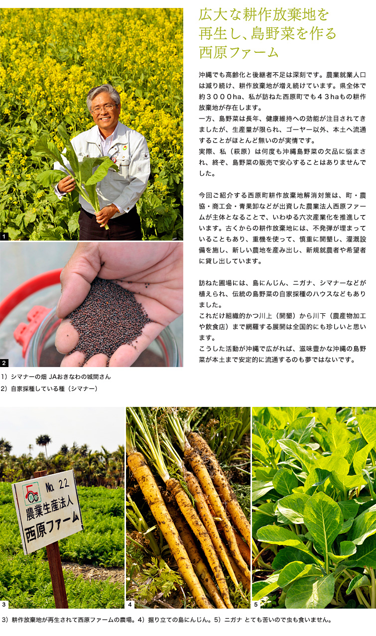 「広大な耕作放棄地を再生し、島野菜を作る西原ファーム」沖縄でも高齢化と後継者不足は深刻です。農業就業人口は減り続け、耕作放棄地が増え続けています。県全体で約３０００ha、私が訪ねた西原町でも４３haもの耕作放棄地が存在します。一方、島野菜は長年、健康維持への効能が注目されてきましたが、生産量が限られ、ゴーヤー以外、本土へ流通することがほとんど無いのが実情です。実際、私（萩原）は何度も沖縄島野菜の欠品に悩まされ、終ぞ、島野菜の販売で安心することはありませんでした。今回ご紹介する西原町耕作放棄地解消対策は、町・農協・商工会・青果卸などが出資した農業法人西原ファームが主体となることで、いわゆる六次産業化を推進しています。古くからの耕作放棄地には、不発弾が埋まっていることもあり、重機を使って、慎重に開墾し、灌漑設備を施し、新しい農地を産み出し、新規就農者や希望者に貸し出しています。訪ねた圃場には、島にんじん、ニガナ、シマナーなどが植えられ、伝統の島野菜の自家採種のハウスなどもありました。これだけ組織的かつ川上（開墾）から川下（農産物加工や飲食店）まで網羅する展開は全国的にも珍しいと思います。こうした活動が沖縄で広がれば、滋味豊かな沖縄の島野菜が本土まで安定的に流通するのも夢ではないです。